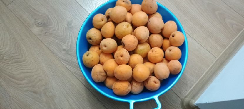  - Arbori fructiferi 2024