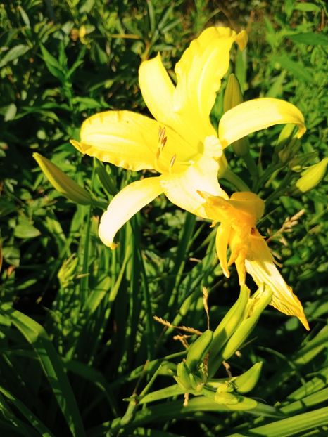 Flava - hemerocallis 2024