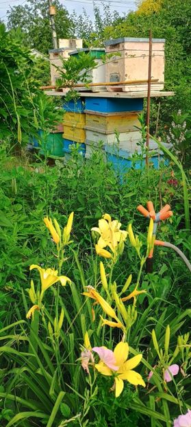  - hemerocallis 2024