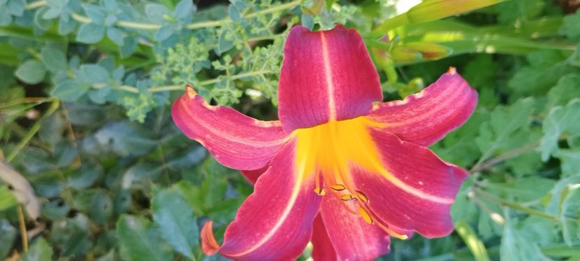 cherry point - hemerocallis 2024