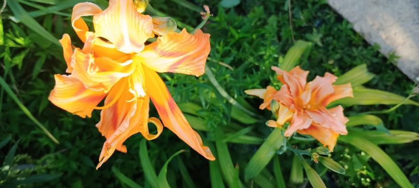  - hemerocallis 2024