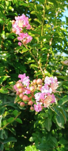 roz deschis - arbori ornamentali 2024