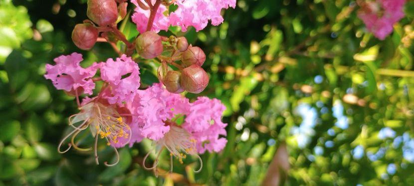 liliac indian Sioux - arbori ornamentali 2024