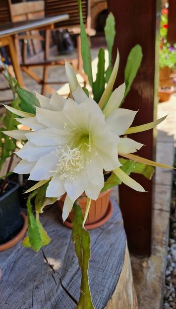  - Epiphyllum