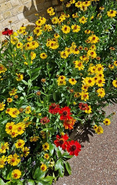  - 2024 Gradina botanica Cambridge