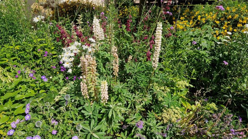  - 2024 Gradina botanica Cambridge