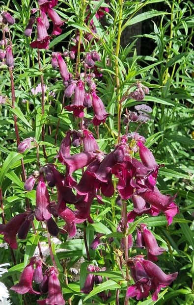  - 2024 Gradina botanica Cambridge