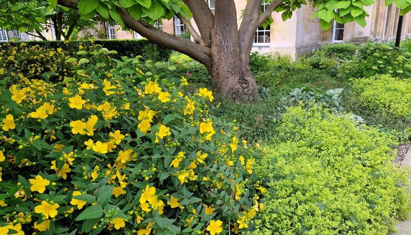  - 2024 Gradina botanica Cambridge