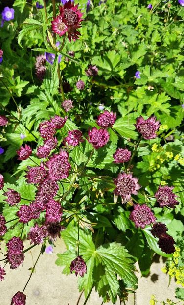  - 2024 Gradina botanica Cambridge