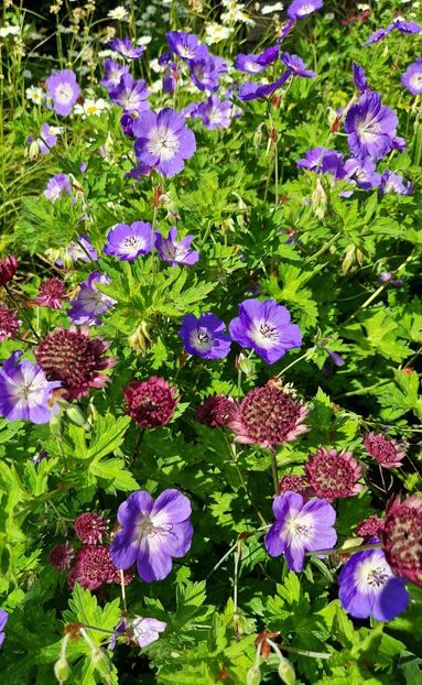  - 2024 Gradina botanica Cambridge