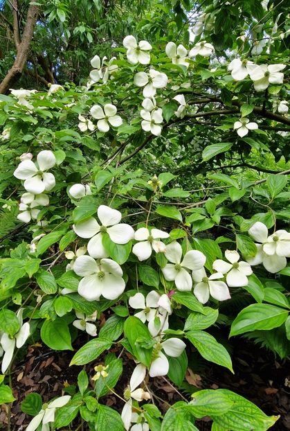  - 2024 Gradina botanica Cambridge