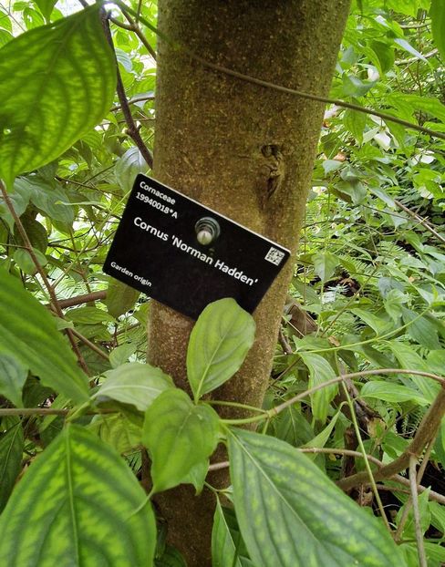  - 2024 Gradina botanica Cambridge