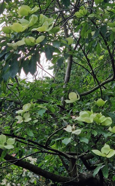  - 2024 Gradina botanica Cambridge