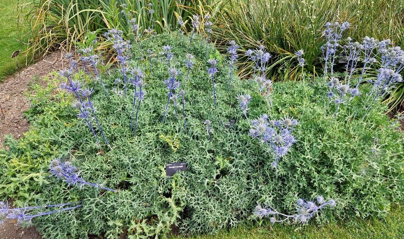  - 2024 Gradina botanica Cambridge