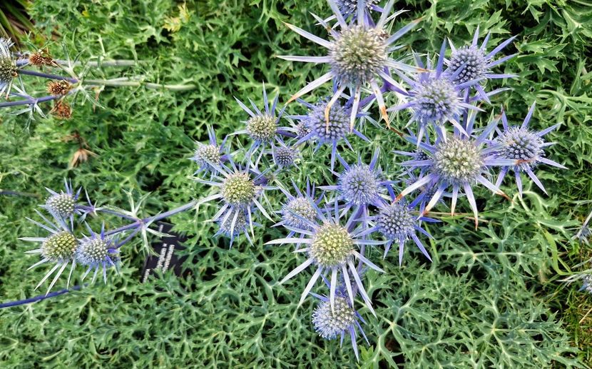  - 2024 Gradina botanica Cambridge