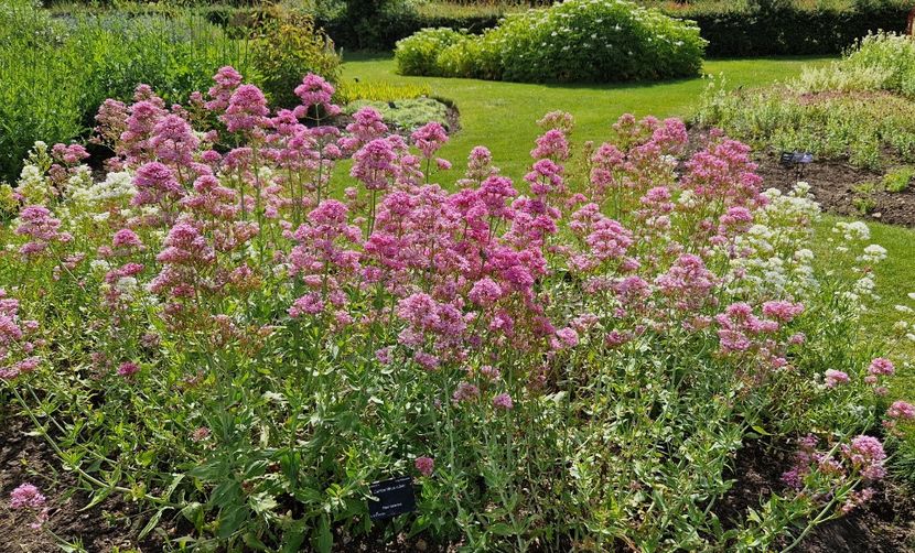  - 2024 Gradina botanica Cambridge