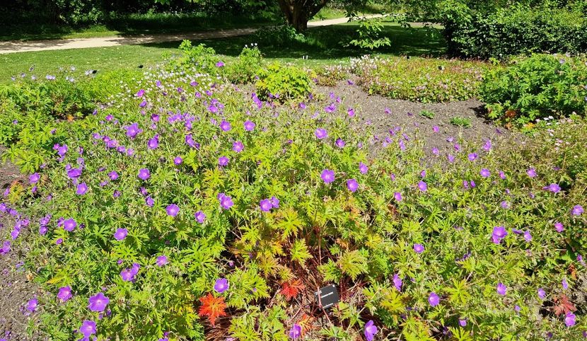  - 2024 Gradina botanica Cambridge