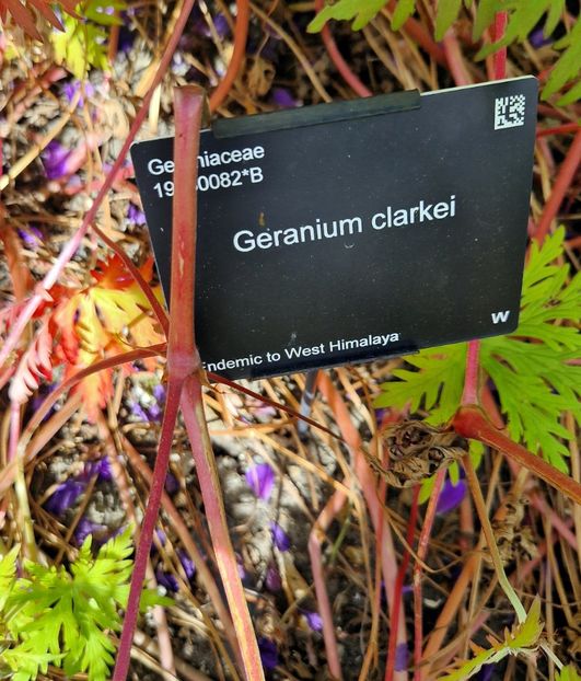  - 2024 Gradina botanica Cambridge