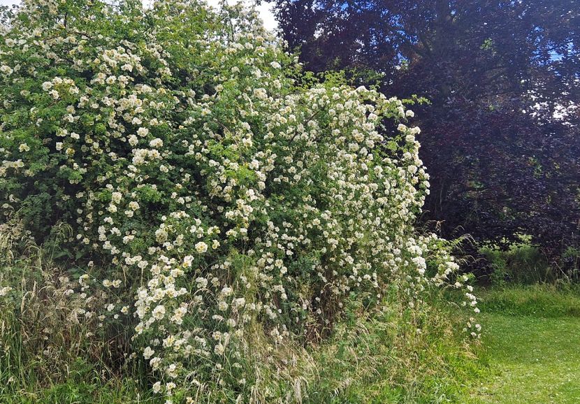  - 2024 Gradina botanica Cambridge