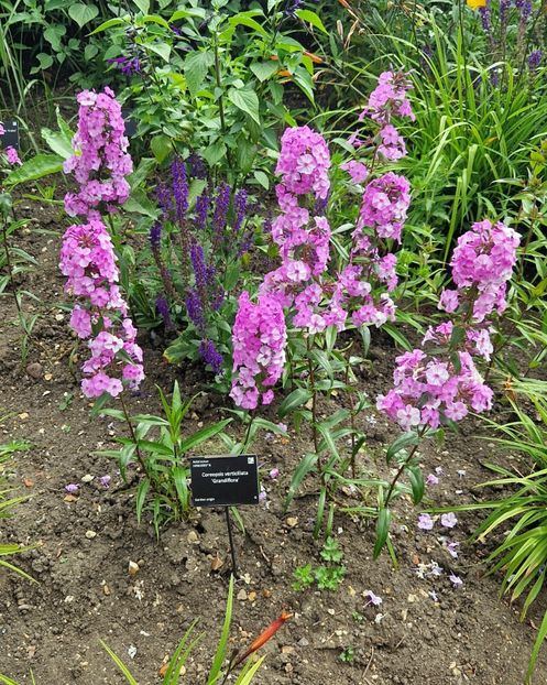  - 2024 Gradina botanica Cambridge