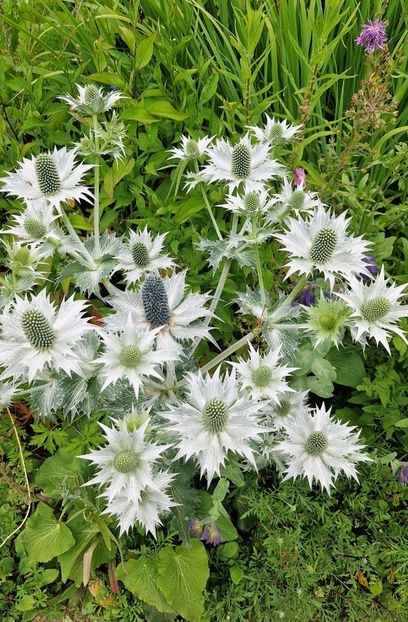  - 2024 Gradina botanica Cambridge