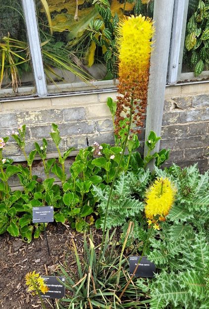  - 2024 Gradina botanica Cambridge