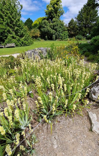  - 2024 Gradina botanica Cambridge