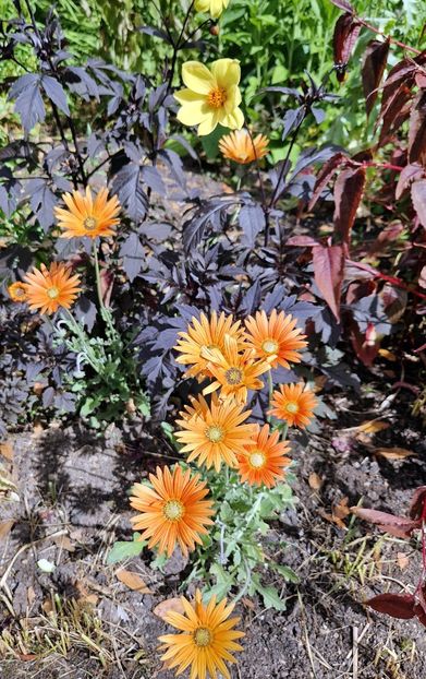  - 2024 Merriments Garden