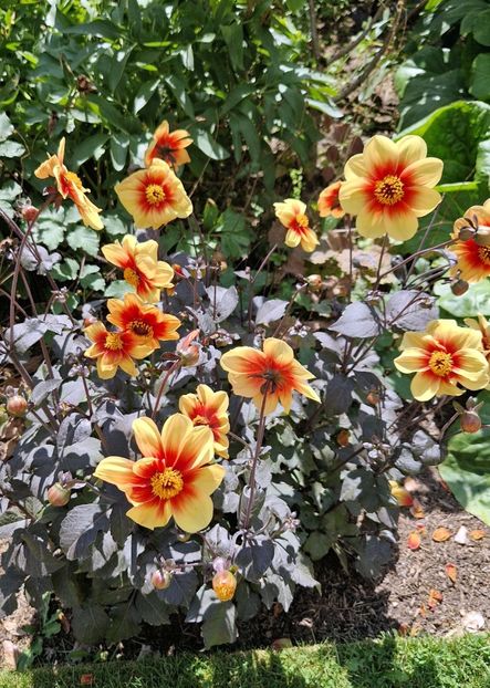  - 2024 Gradina botanica Oxford