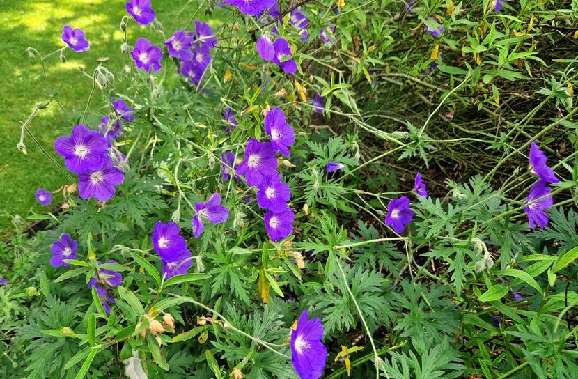  - 2024 Gradina botanica Oxford