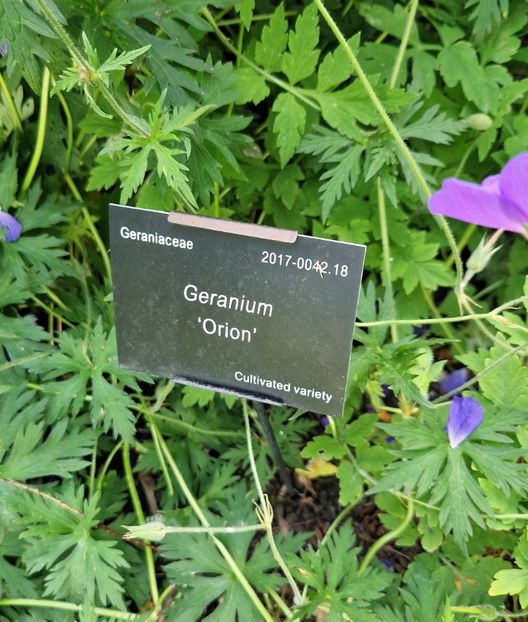  - 2024 Gradina botanica Oxford