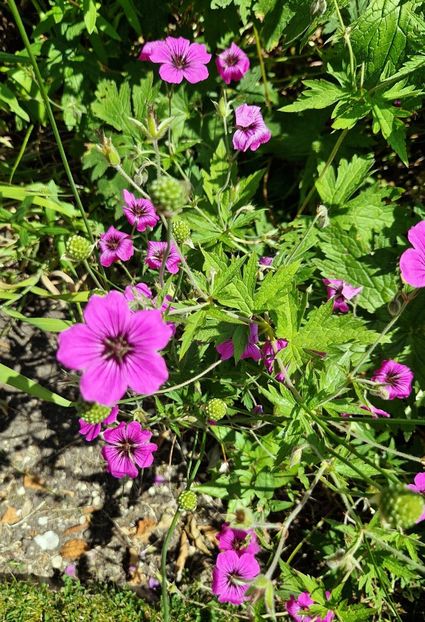  - 2024 Gradina botanica Oxford