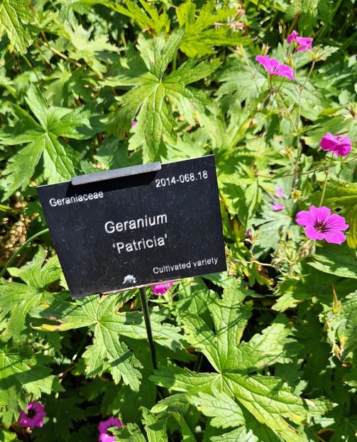  - 2024 Gradina botanica Oxford