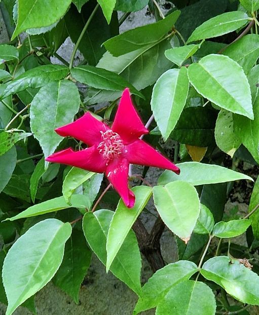  - 2024 Gradina botanica Oxford