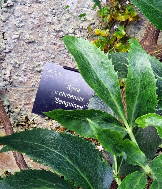  - 2024 Gradina botanica Oxford