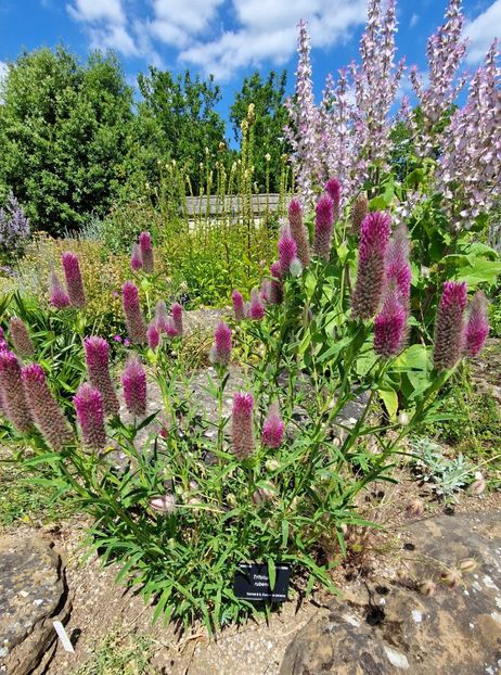  - 2024 Gradina botanica Oxford