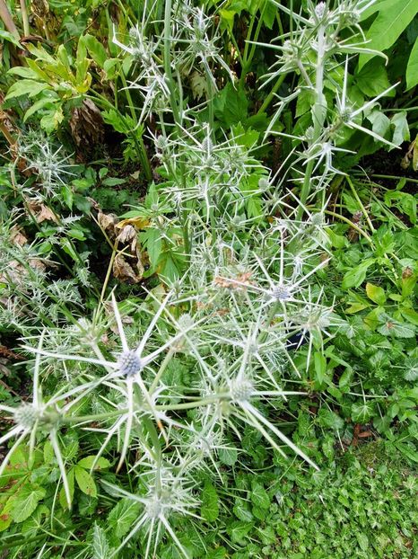  - 2024 Gradina botanica Oxford