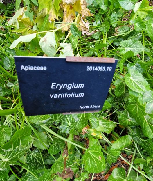  - 2024 Gradina botanica Oxford