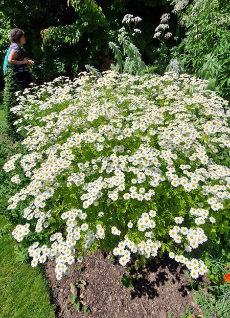  - 2024 Gradina botanica Oxford