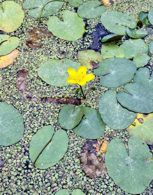  - 2024 Gradina botanica Oxford