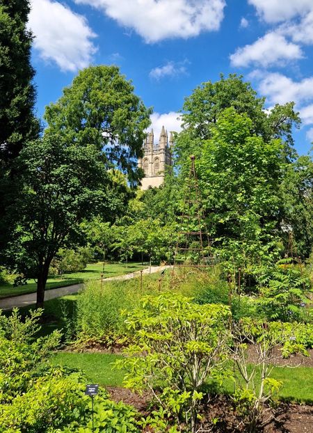  - 2024 Gradina botanica Oxford