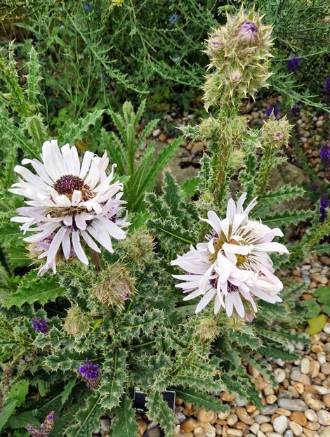  - 2024 RHS Garden Hyde Hall