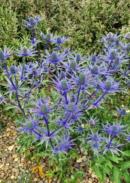  - 2024 RHS Garden Hyde Hall