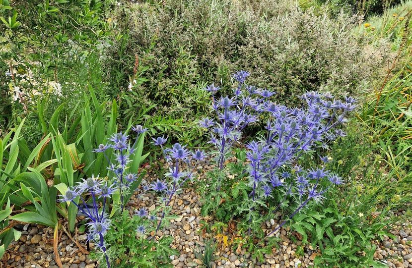  - 2024 RHS Garden Hyde Hall