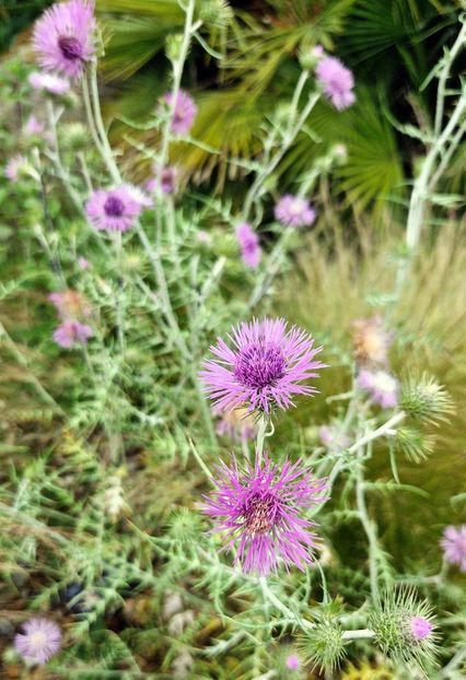  - 2024 RHS Garden Hyde Hall