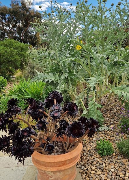  - 2024 RHS Garden Hyde Hall