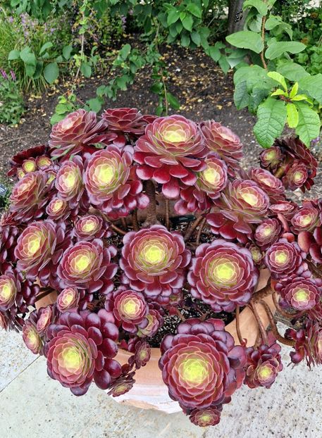  - 2024 RHS Garden Hyde Hall