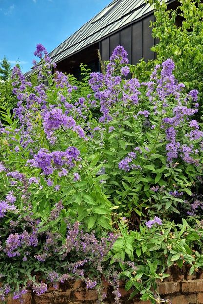  - 2024 RHS Garden Hyde Hall