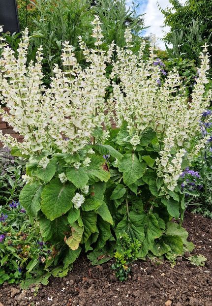  - 2024 RHS Garden Hyde Hall