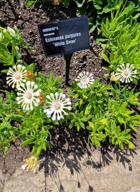  - 2024 RHS Garden Hyde Hall